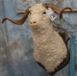 MERINO SHEEP SH MT TAXIDERMY