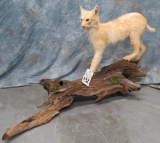 RARE FULL BODY CINNAMON BOBCAT