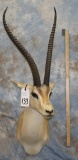 ROBERTS GAZELLE TAXIDERMY