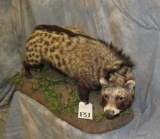LIFESIZE CIVET CAT  TAXIDERMY