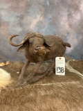 IRONWOOD BUFFALO