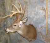 WHITETAIL SH MT TAXIDERMY