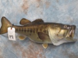 REPRODUCTION 1/2 LG MOUTH BASS TAXIDERMY