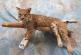 LIFESIZE BOBCAT  TAXIDERMY