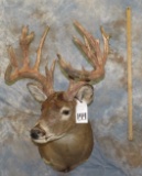 WHITETAIL SH MT TAXIDERMY