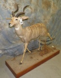 FULL BODY LESSER KUDU TAXIDERMY