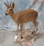 LIFESIZE COMMON DUIKER TAXIDERMY