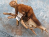 LIFESIZE PINE MARTIN