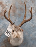 JACKALOPE SH MT  TAXIDERMY