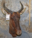 TSESSEBY SH MT TAXIDERMY