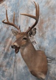 WHITETAIL SH MT TAXIDERMY