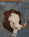 WARTHOG SKULL ON PLAQUE