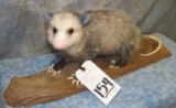 OPPOSUM ON A LOG TAXIDERMY