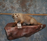 LIFESIZE BADGER WALL MOUNT TAXIDERMY