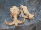 2 WARTHOG SKULLS W/ TUSKS (2X$) TAXIDERMY