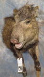 1/2 BODY JAVALINA TAXIDERMY