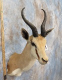 SPRINGBOK SH MT TAXIDERMY