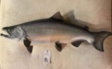 SALMON FISH MT  TAXIDERMY