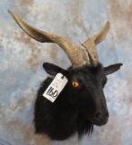 DEMON GOAT SH MT  TAXIDERMY