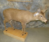 LIFESIZE WHITETAIL DOE TAXIDERMY