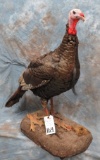 LIFESIZE STANDING TURKEY TAXIDERMY