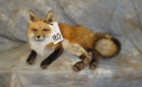 LIFESIZE LAYING RED FOX TAXIDERMY