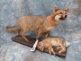 FULL BODY GREY FOX WITH RABBIT ON BASE