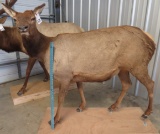 LIFESIZE FEMALE ELK