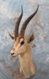GRANTS GAZELLE SH MT  TAXIDERMY