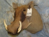 WARTHOG SH MT TAXIDERMY