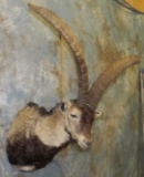 IBEX SH MT TAXIDERMY
