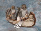 2 CANNOING GREY SQUIRLS (NEW)