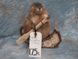 BIG FAT MUSKRAT IN CANOE