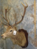 RED STAG SH MT ON PLAQUE TAXIDERMY