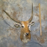 RED LECHWE SH MT (TX RES) TAXIDERMY