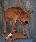 VERY RARE LIFESIZE BABY CALF TAXIDERMY