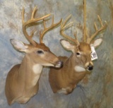2 WHITETAIL SH MTS (2x$)  TAXIDERMY