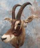 ROAN SH MT  TAXIDERMY