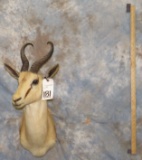 SPRINGBOK SH MT TAXIDERMY