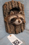 RACCOON HEAD IN A LOG  TAXIDERMY