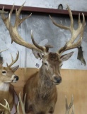 RED STAG SH MT TAXIDERMY