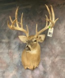 BIG NORTHERN WHITETAIL MT  TAXIDERMY