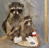 MOM & BABY RACCOONS FISHING IN A CANOE TAXIDERMY