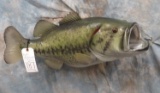 REPRODUCTION LG MOUTH MASS 10.5LB  TAXIDERMY