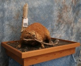 LIFESIZE BEAVER MOUNT (BUC-EE) TAXIDERMY
