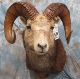 STONE SHEEP SH MT (BRITTLE HAIR) TAXIDERMY
