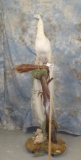 LIFESIZE WHITE PEACOCK ON BRANCH TAXIDERMY