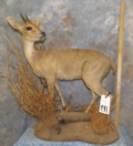 BUSH DUIKER TAXIDERMY