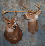2 VERY NICE 8 PT WHITETAIL SH MTS (2X$) TAXIDERMY
