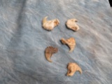 5 TIGER CLAWS (5x$) (TX RES)  TAXIDERMY